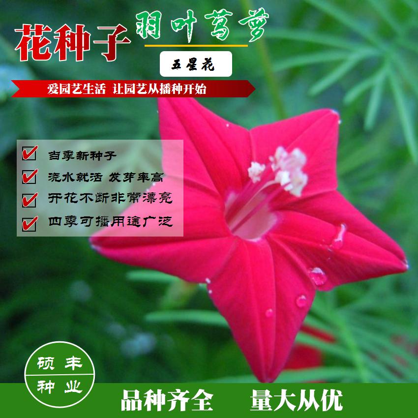 羽叶茑萝花种子庭院爬藤植物五角星花盆栽阳台四季易种活开花不断