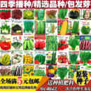 蔬菜种子四季 播农家庭院盆栽阳台辣椒番茄黄瓜韭菜香菜草莓籽 包邮