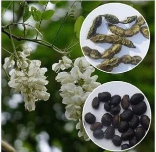 新采国槐种子 速生国槐种子黄花槐 红花槐 刺槐 洋槐紫穗槐树种子