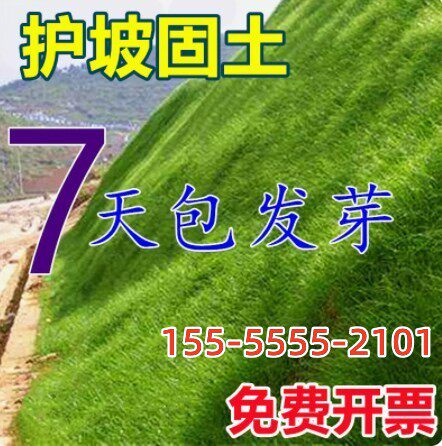 护坡王草种草坪种子草籽边坡高速公路绿化高羊茅四季青耐寒多年生