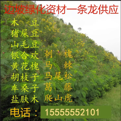 山毛豆木豆猪屎豆银合欢刺槐