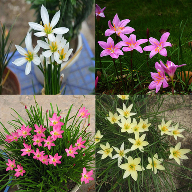 葱兰花种球子进口风雨兰苗花卉球根植物种子盆栽四季观花当年开花,宠物/宠物食品及用品,水草,淘宝优惠券,粉丝福利购,淘宝优惠卷