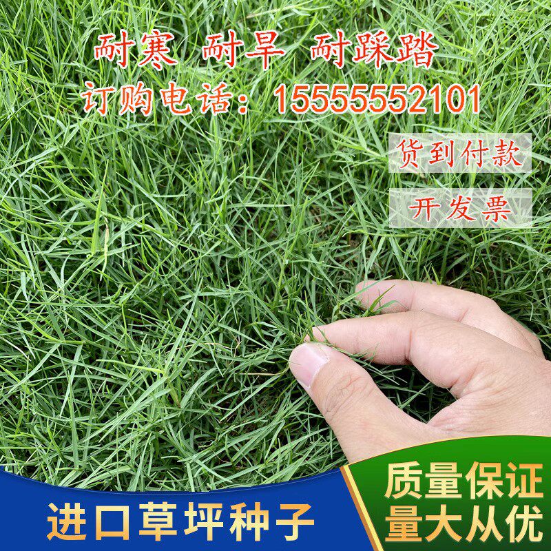 草坪种子庭院别墅美国四季青狗牙根黑麦草草籽耐寒护坡大叶油草