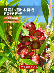 马桑种子水马桑车桑子木豆树木豆猪屎豆马棘种子马桑醉鱼桑葚桑树