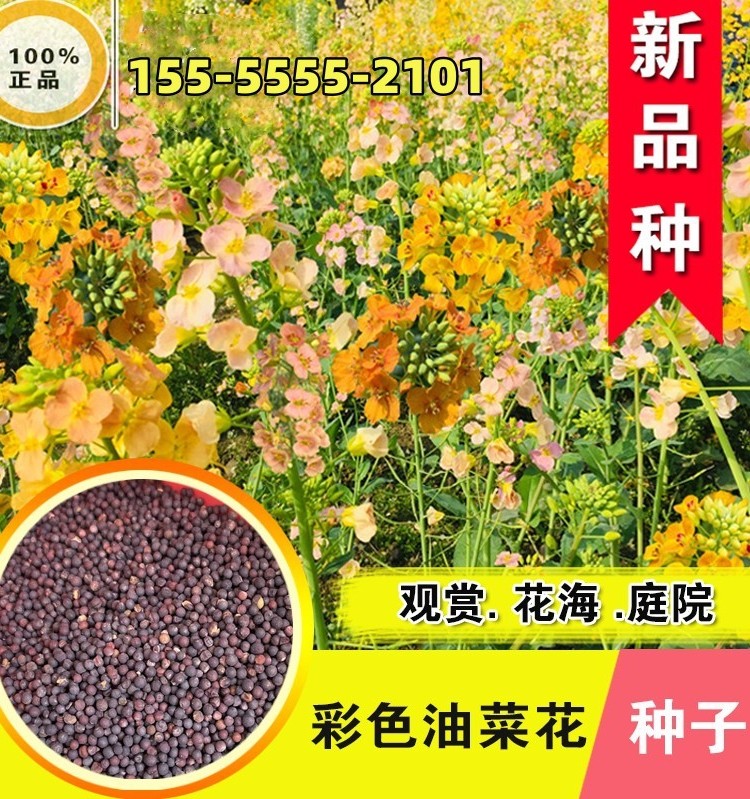 新品种采摘观赏彩色油菜花种子花海花坛庭院种植春夏秋播种油菜籽,宠物/宠物食品及用品,水草,淘宝优惠券,粉丝福利购,淘宝优惠卷