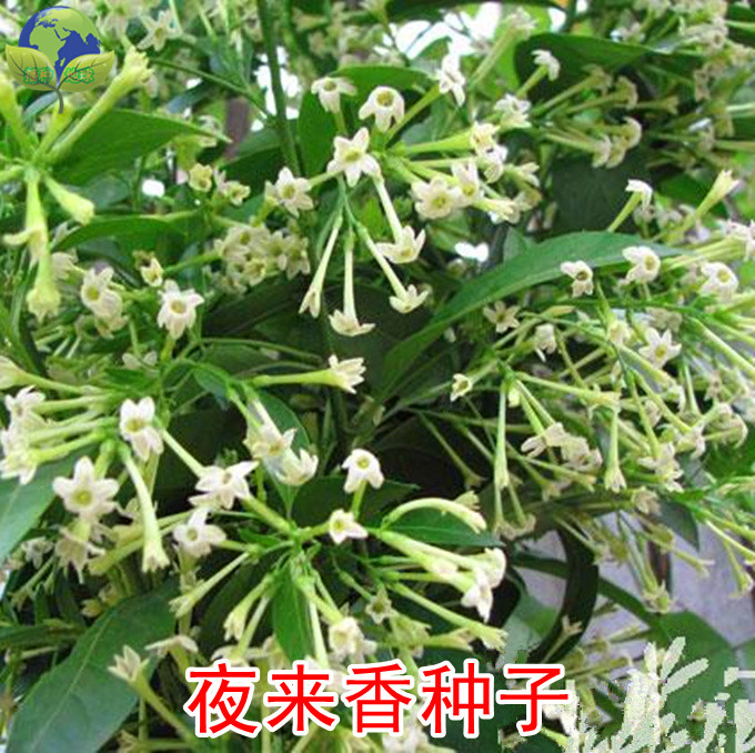 夜来香花种子 盆栽阳台夜香花 月见草种子 花卉种子 驱蚊效果好