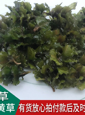 菹草石芽水草种子麦黄草种籽