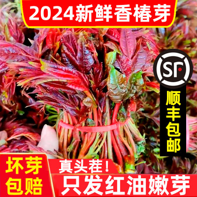 2024年新鲜头茬香椿芽