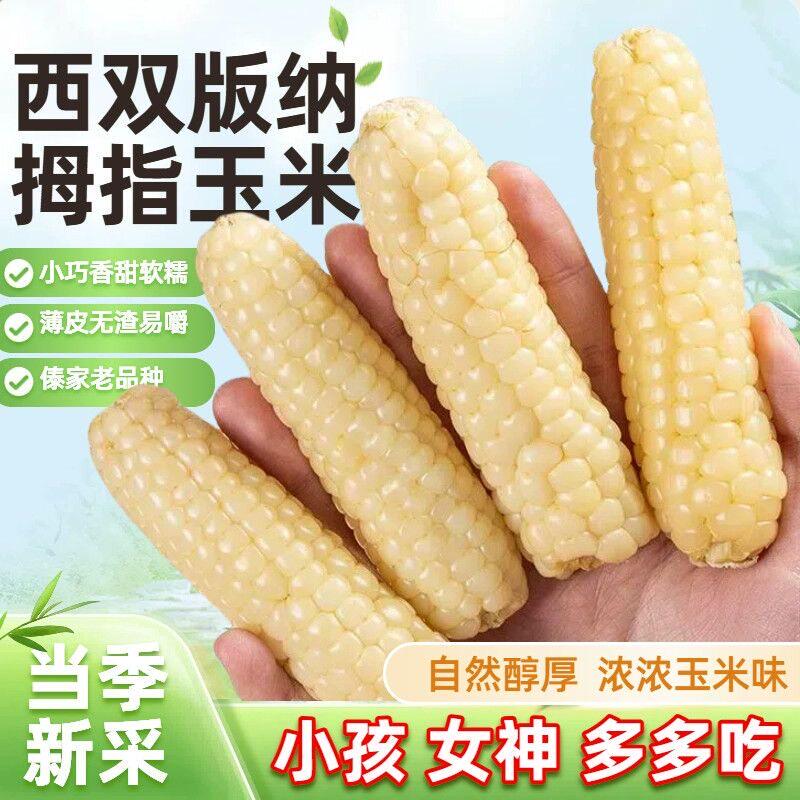 拇指玉米香软糯云南西双版纳特产傣家非转基因低脂新鲜拇指小玉米