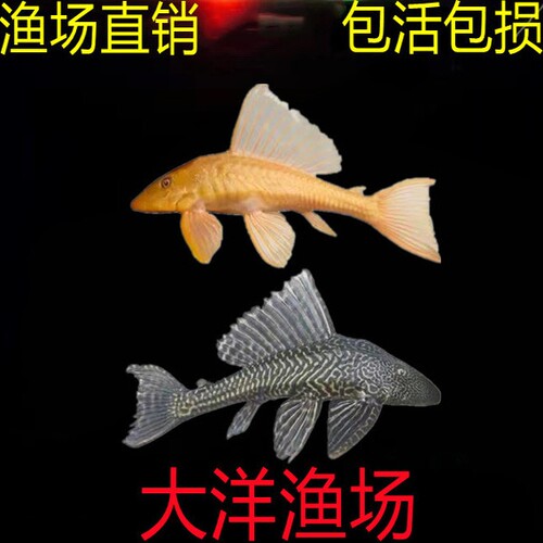 鱼直销清道夫冷热水藻类垃圾