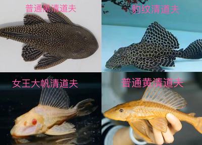 鱼场直销清道夫女王豹纹清洁工大型活体垃圾热带鱼除藻淡水清缸鱼