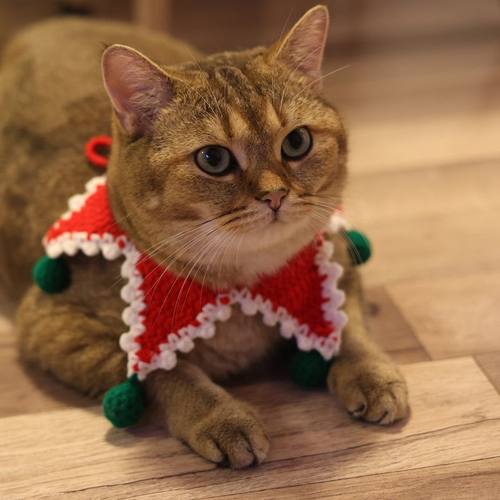 可爱五角星编织围巾猫咪