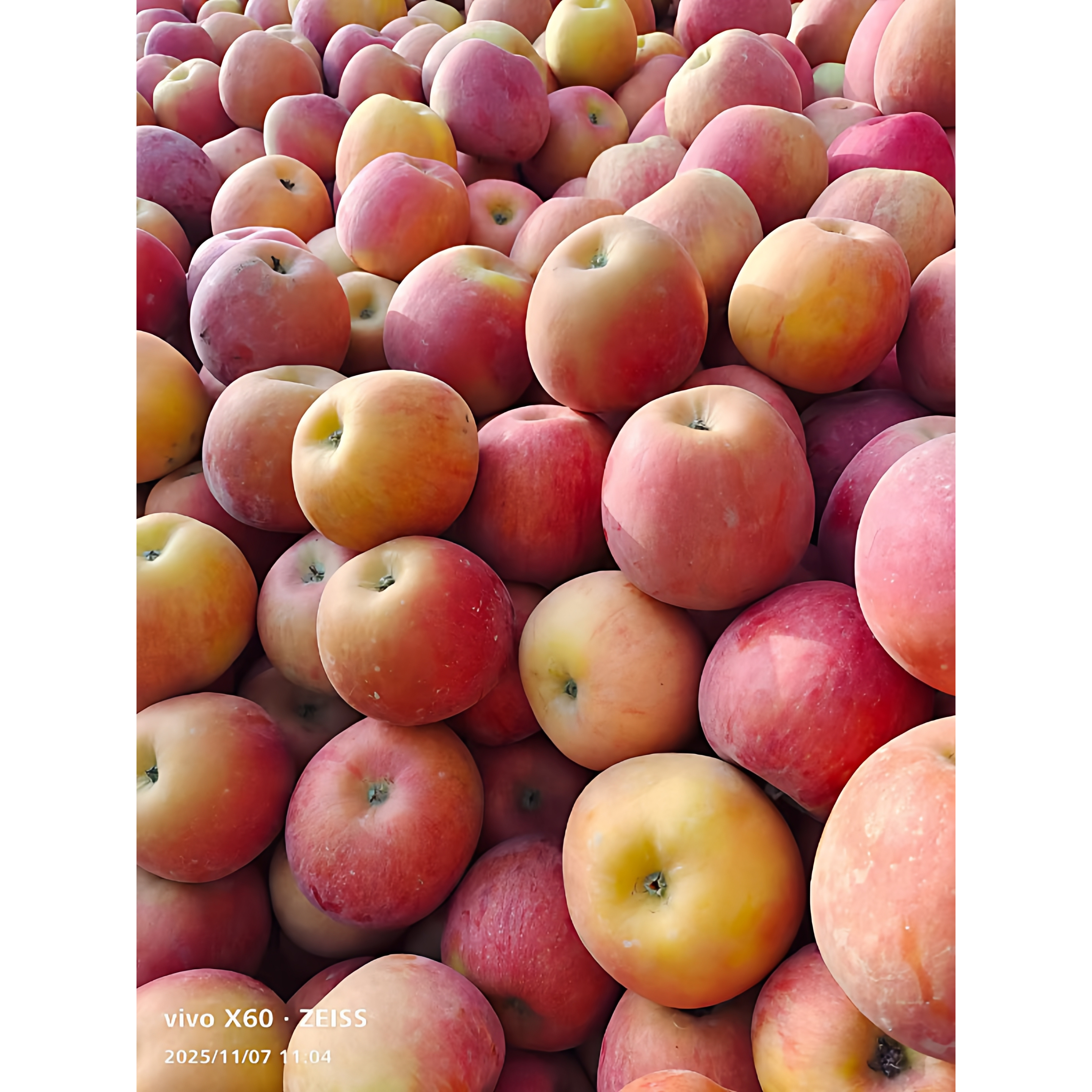 （产地直发）新疆阿克苏红旗坡六队冰糖心苹果，当季新鲜水果甜