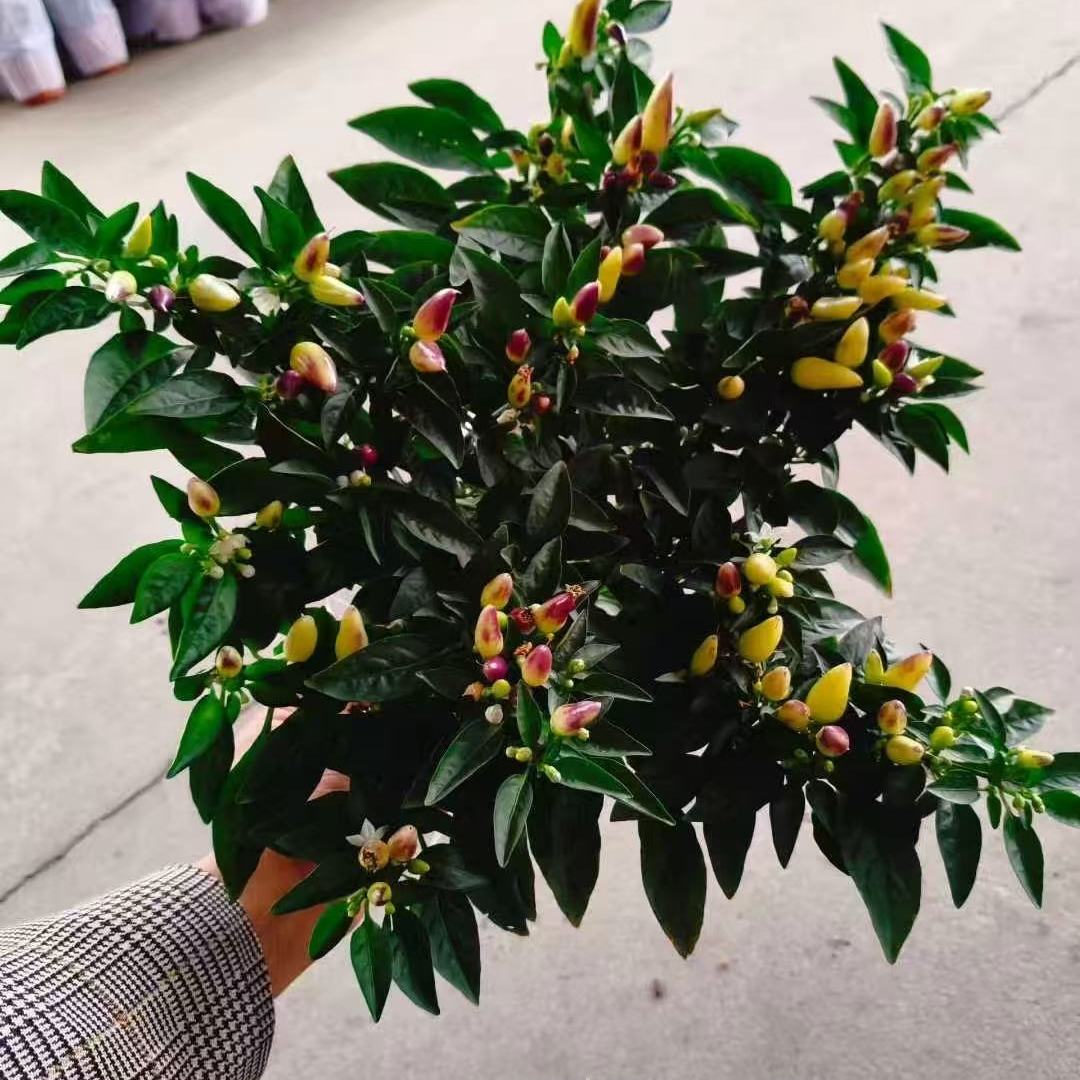 朝天椒盆栽带果可食用五彩辣椒小米椒花苗阳台庭院开花结果绿植物