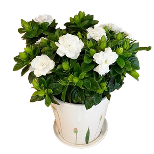 栀子花盆栽带花苞水培花卉植物室内阳台绿植树苗好养易活四季好养