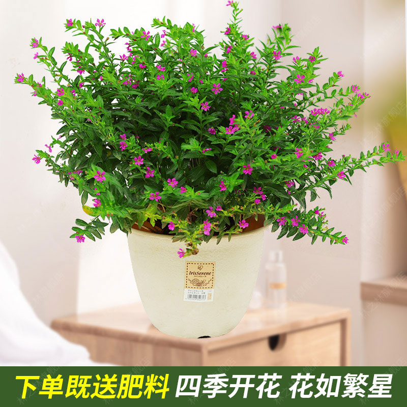 满天星盆栽室内阳台带花苞四季开花不断植物办公桌面好养观花绿植