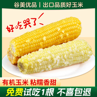 出口品質！有機白/黃粘甜糯玉米
