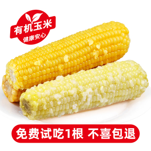 减加热即食黄黏有机玉米代餐 谷美优品新鲜白糯玉米非东北肥真空装