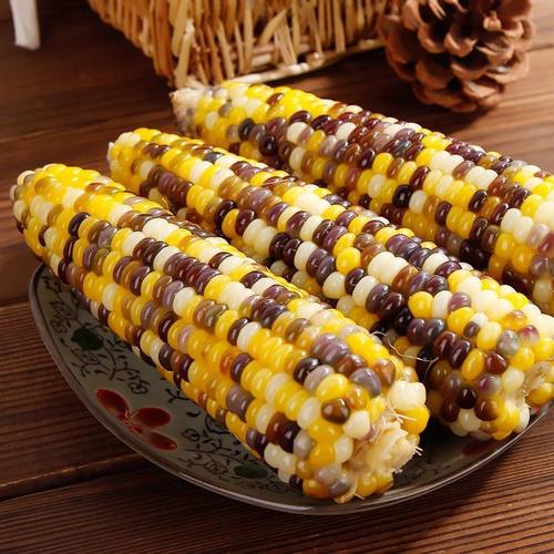 有机彩甜糯花玉米无糖精新鲜现摘
