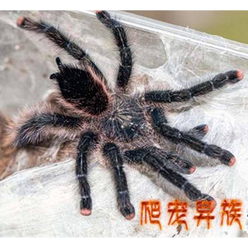 乌卡亚丽粉趾 星空炫彩蜘蛛 可爱温顺蜘蛛粉趾品种爬宠异族