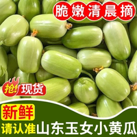 清晨采摘！玉女小黃瓜丨脆嫩爽口
