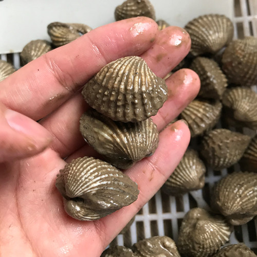 鲜活野生温州特产毛蚶