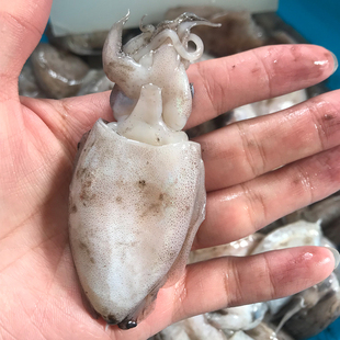 东海野生小墨鱼仔 新鲜小乌贼墨斗鱼仔 冰鲜现捕目鱼仔乌海鲜水产