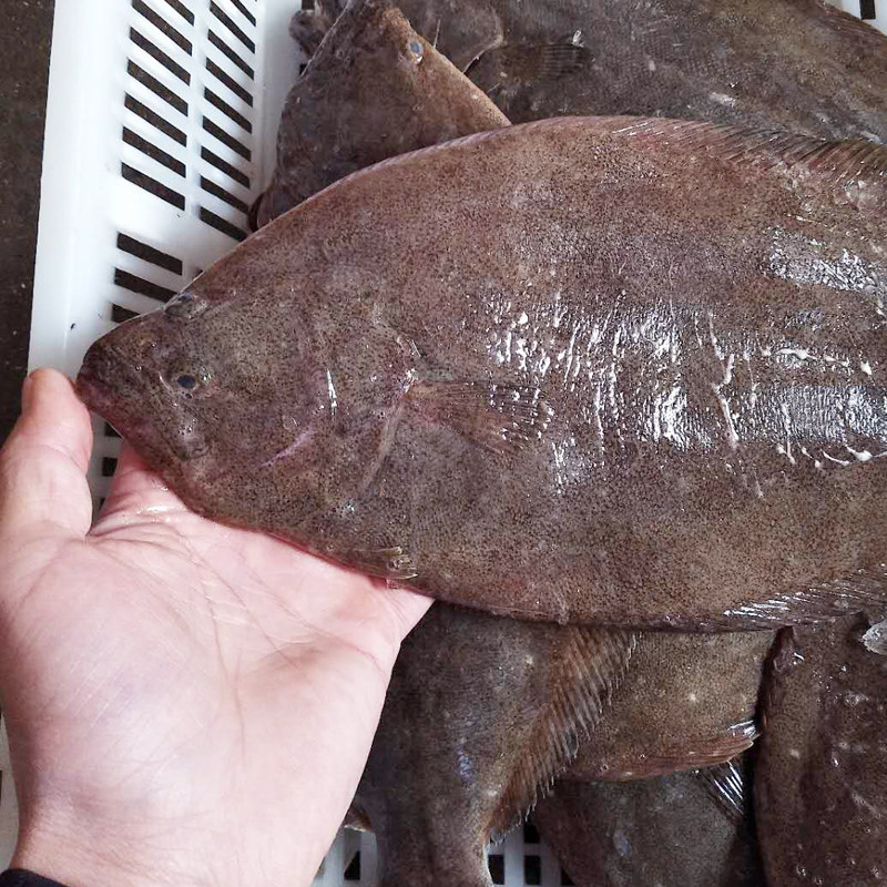 野生比目鱼 新鲜鸦片鱼 偏口鱼鲽鱼 整条扁口鱼 鲆鱼多宝鱼鼓眼鱼,水产肉类/新鲜蔬果/熟食,比目鱼/多宝鱼/鸦片鱼/龙利鱼,淘宝优惠券,粉丝福利购,淘宝优惠卷