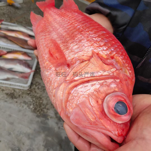 新鲜将军甲 鲜活海钓放血冰鲜骨红鰃 生鱼片夷鲷惠比须鲷日料刺身