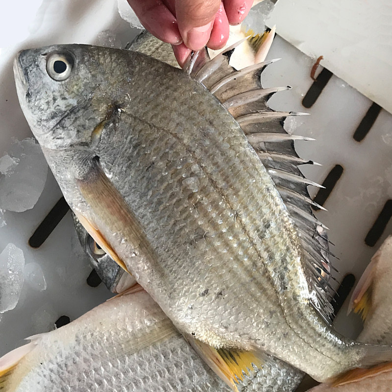 海鲫鱼新鲜黄鲷鱼黄翅鱼鲜活