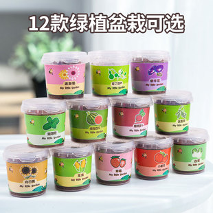 儿童种植小盆栽向日葵幼儿园观察植物生长小学生创意diy礼物迷你