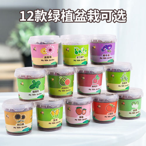 儿童diy种植盆栽向日葵观察diy