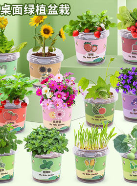 儿童diy种植盆栽观察生长花农