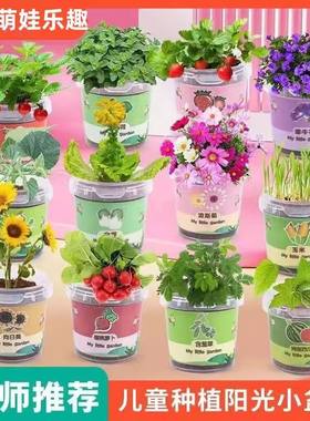 儿童盆栽室内水培植物观察diy