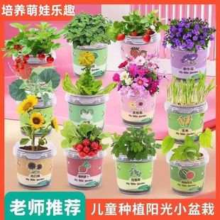 儿童种植盆栽创意植物手工盆栽迷你种植小盆栽小花盆学生观察植物