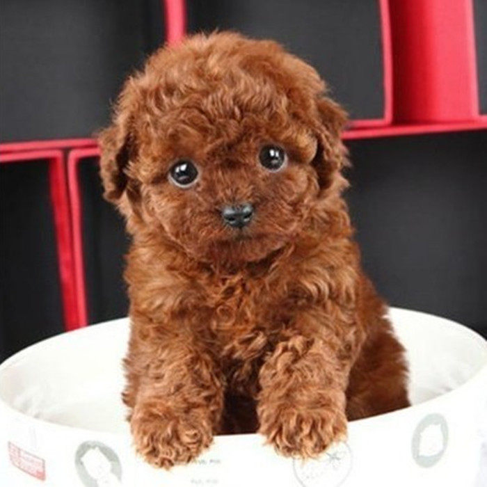 纯种泰迪幼犬长不大的茶杯泰迪犬贵宾犬灰色白色泰迪幼犬宠物狗狗