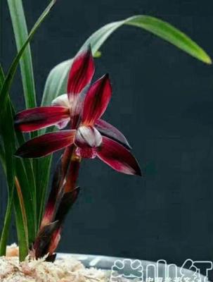 客厅阳台兰花绿植盆栽包邮