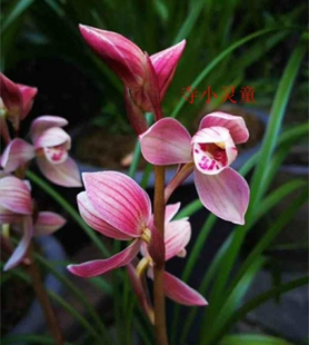 带花苞当年开花兰花苗盆栽 莲瓣兰寺小灵童 浓香客厅绿植花卉兰草