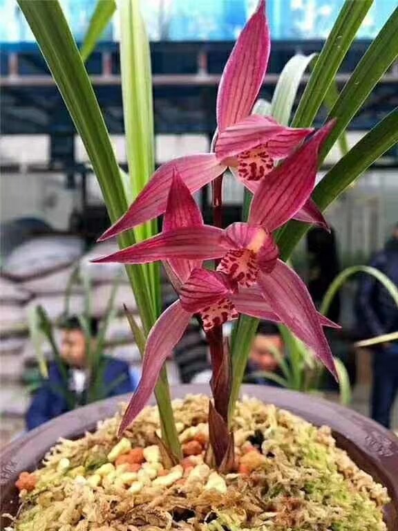包邮四川名品兰花苗 春剑【中国红】浓香室内绿植花卉盆景