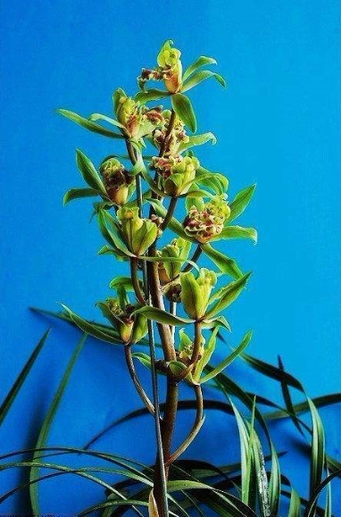 包邮湖北自然老种兰花苗 蕙兰【绿牡丹】浓香阳台绿植花卉盆景
