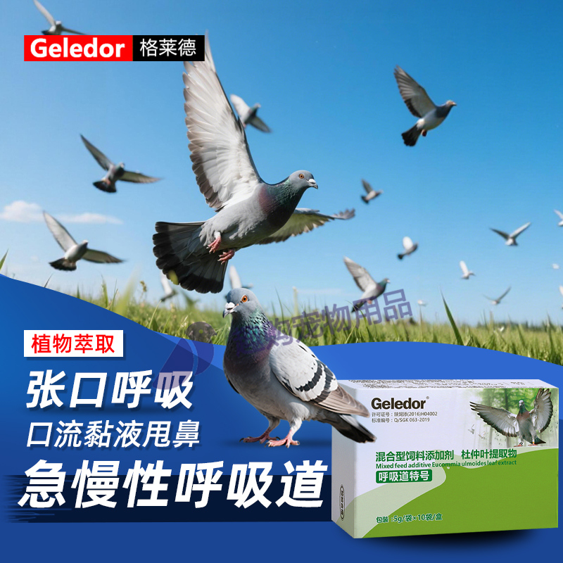 格莱德信鸽赛鸽呼吸道专用红鼻头