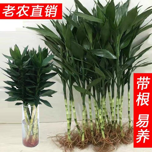 带根大叶富贵竹水培绿植招财旺宅