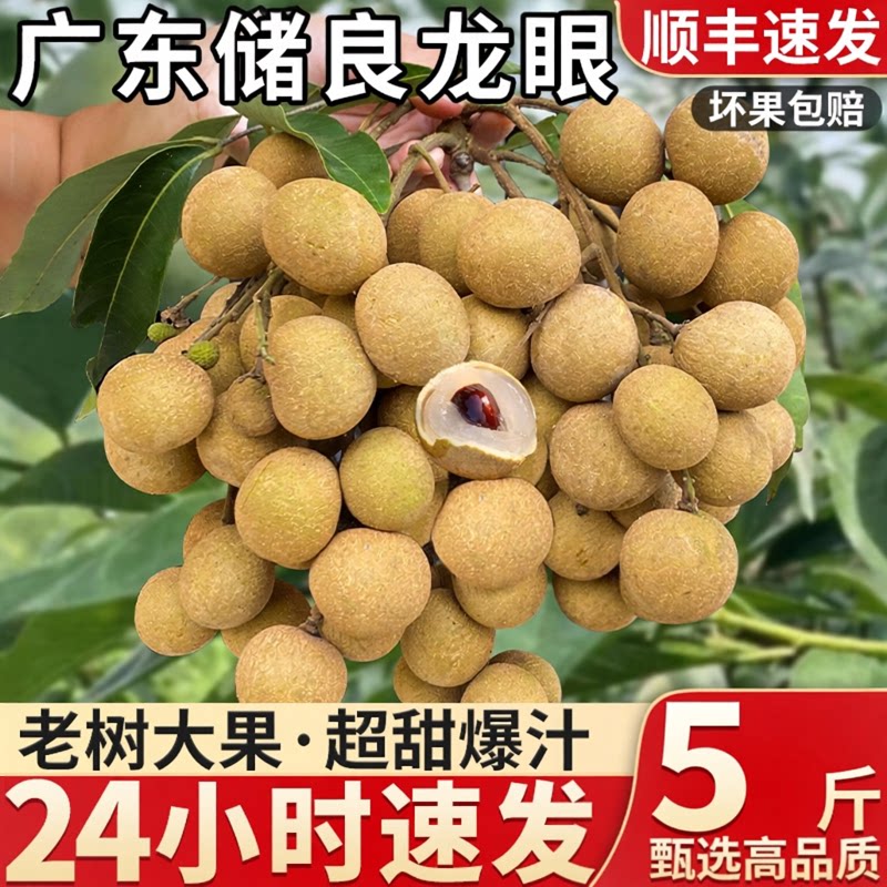 顺丰锁鲜老树储良龙眼现摘现发