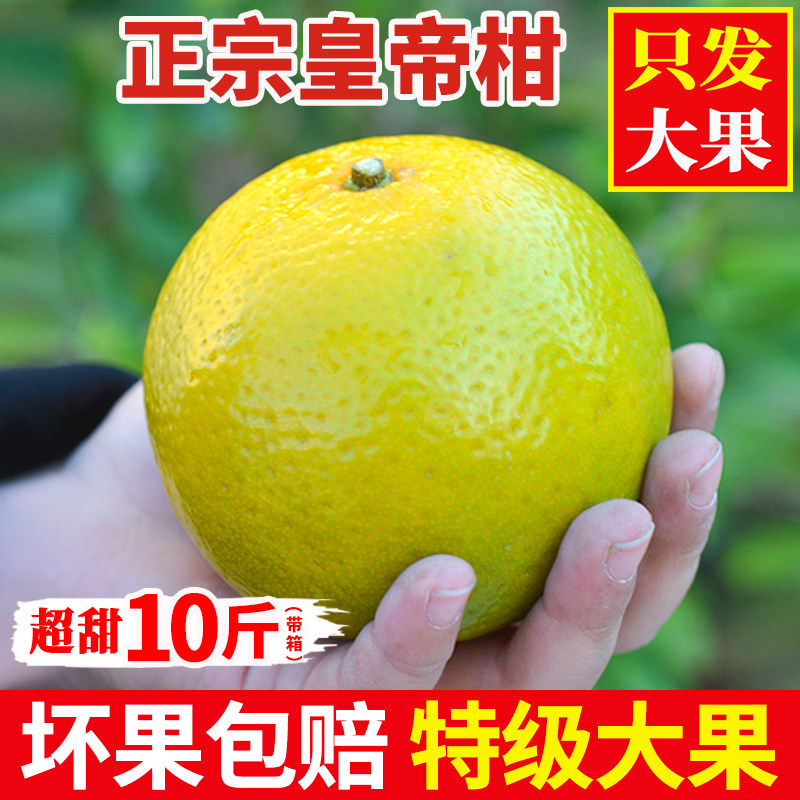 正宗皇帝柑皮薄多汁10斤特大果