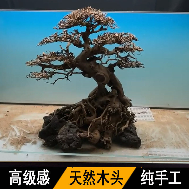 【全国第三造景师】造景树