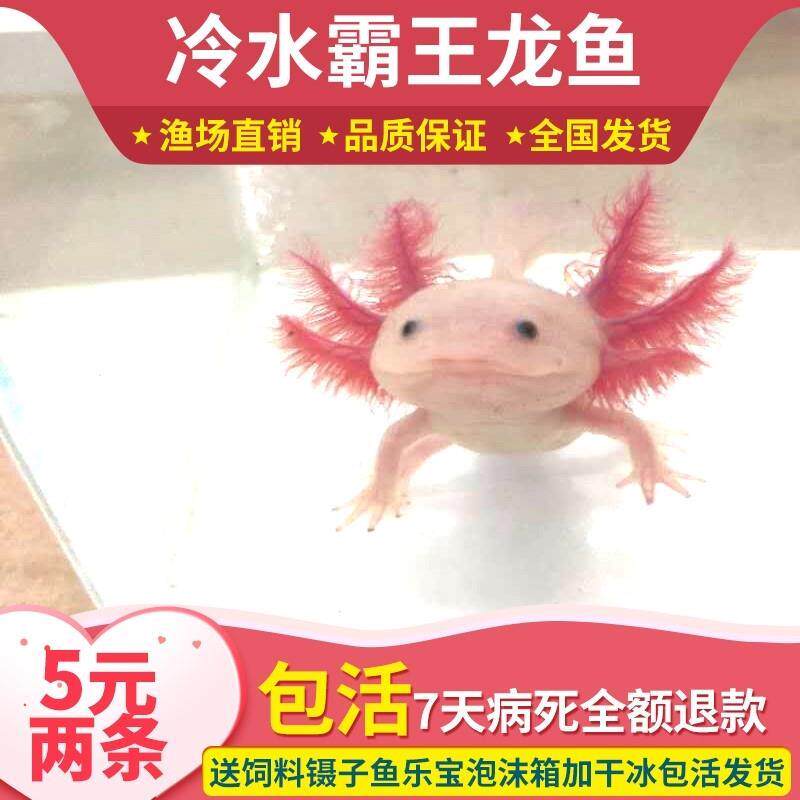 行宠观赏鱼水族淡水冷水鱼六角恐龙鱼娃娃鱼东方蝾螈金鱼霸王鱼