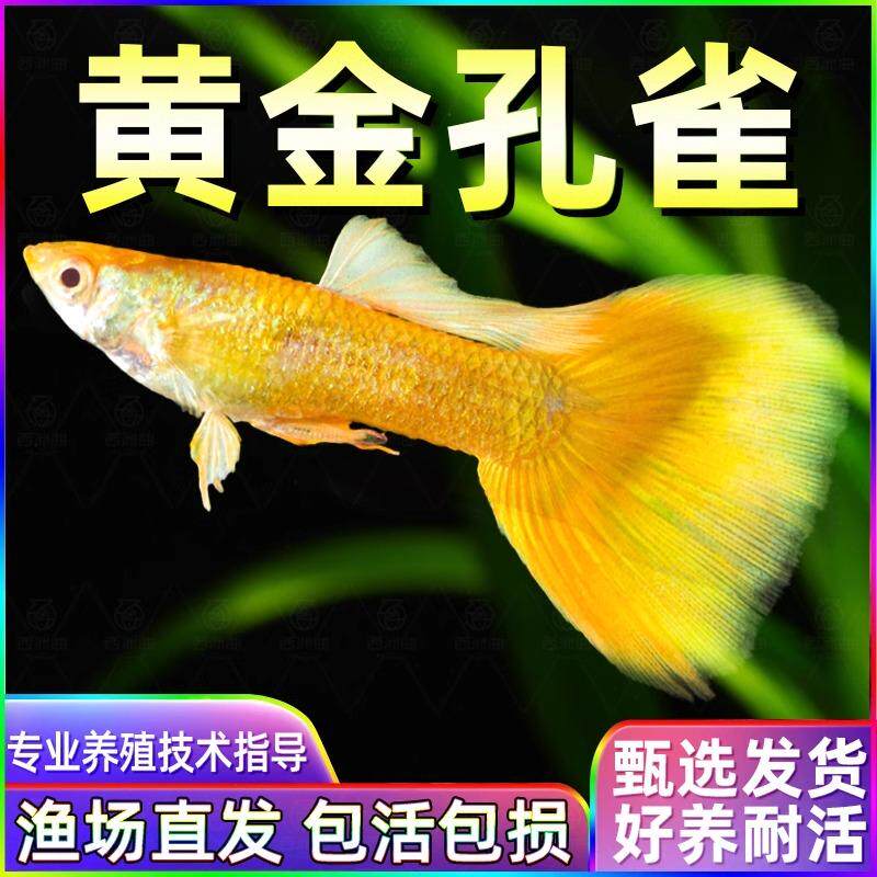 黄金孔雀鱼鱼苗观赏活体热带小型淡水好养耐活新手养鱼活体凤尾鱼