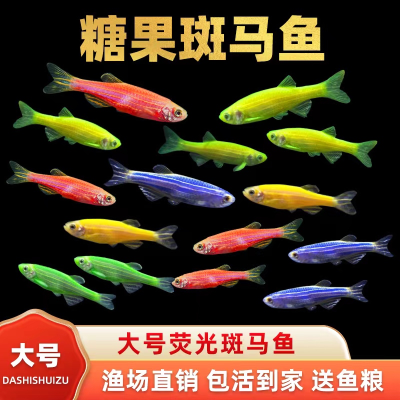 斑马鱼淡水好养耐活颜色亮丽