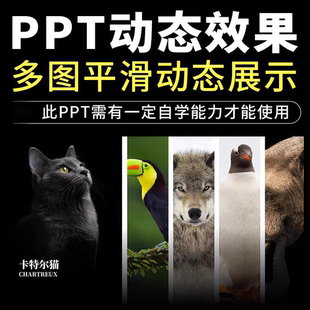 高级感PPT动态效果多图手风琴平滑切换动画轮播图文排版模板素材