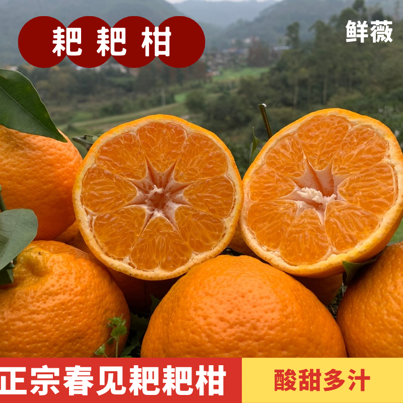 【鲜薇】四川春见耙耙柑新鲜应季水果当季橘子桔子孕妇水果酸甜,水产肉类/新鲜蔬果/熟食,桔子,淘宝优惠券,粉丝福利购,淘宝优惠卷